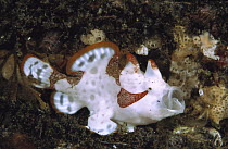 Warty Frogfish (Antennarius maculatus) with this red and white coloration, Milne Bay, Papua New Guinea