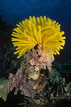 Feather Star (Oxycomanthus bennetti) clinging to a coral prominence where it can feed in the currents, Milne Bay, Papua New Guinea
