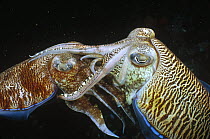 Pharaoh Cuttlefish (Sepia pharaonis) mating pair, Andaman Sea, Burma