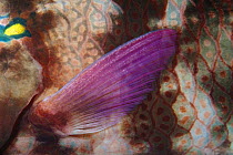 Swarthy Parrotfish (Scarus niger) pectoral fin, Andaman Sea, Thailand