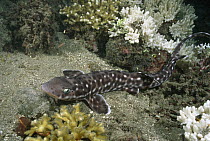 Coral Catshark (Atelomycterus marmoratus) hides during the day and comes out at night to hunt for small fish and shrimp, Lembeh Strait, Indonesia