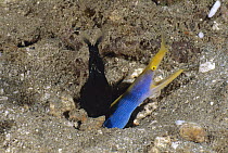 Ribbon Eel (Rhinomuraena quaesita) black juvenile and blue male sharing a burrow, Ambon, Indonesia