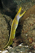 Ribbon Eel (Rhinomuraena quaesita) that has almost finished the transition from the blue male color phase to the all yellow female phase, Milne Bay, Papua New Guinea