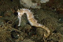 Thorny Seahorse (Hippocampus histrix), Ambon, Indonesia