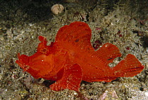 Eschmeyers Scorpionfish (Rhinopias eschmeyeri), Lembeh Strait, Indonesia