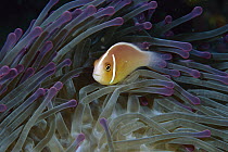 Pink Anemonefish (Amphiprion perideraion) in anemone tentacles, Loloata Resort, Papua New Guinea
