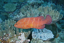 Coral Grouper (Cephalopholis miniata), Loloata Resort, Papua New Guinea