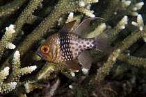 Pajama Cardinalfish (Sphaeramia nematoptera), Lembeh Strait, Indonesia