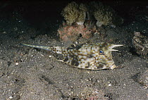 Horned Boxfish (Lactoria cornuta) on ocean floor, Lembeh Strait, Indonesia