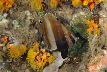 Two-eyed Coralfish (Coradion melanopus) nocturnal coloration showing false eyespots, Lembeh Strait, Indonesia