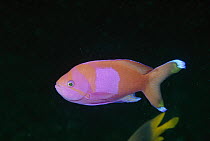 Squarespot Anthias (Pseudanthias pleurotaenia) male, Lembeth Strait, Indonesia