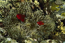 Spine-cheek Anemonefish (Premnas biaculeatus) pair living with a Bulb Tentacle Sea Anemone (Entacmaea quadricolor), Bali, Indonesia