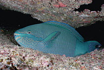 Blue-barred Parrotfish (Scarus ghobban) male sleeping on the reef at night, Andaman Sea, Thailand