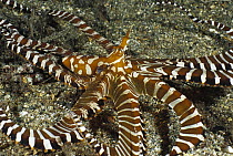 Zebra Octopus (Octopus horridus), Milne Bay, Papua New Guinea