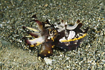 Flamboyant Cuttlefish (Metasepia pfefferi) displaying its brightest colors and raising its arms defensively when feeling threatened, Ambon, Indonesia