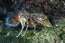 Pharaoh Cuttlefish (Sepia pharaonis) male hanging over a female he has mated with, to ward off rival males, while she lays eggs, Andaman Sea, Burma