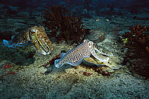 Pharaoh Cuttlefish (Sepia pharaonis) male hanging over a female he has mated with, to ward off rival males, while she lays eggs, Andaman Sea, Burma