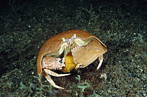 Giant Box Crab (Calappa calappa) female carrying a large clutch of bright orange eggs beneath her abdomen, Lembeh Strait, Indonesia