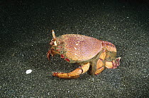 Spanner Crab (Ranina ranina) portrait, Lembeh Strait, Indonesia