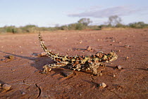 Thorny Devil (Moloch horridus) lives in Australia's more arid regions where it feeds exclusively on ants, near Canarvon, Western Australia