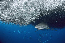 Grey Reef Shark (Carcharhinus amblyrhynchos) feeding on a large baitfish ball, Solomon Islands