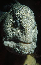 Wolf Eel (Anarrhichthys ocellatus) close up, head shot, Quadra Island, British Columbia, Canada