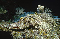 Beaufort's Crocodilefish (Cymbacephalus beauforti) camouflaged on ocean floor waiting for prey, Milne Bay, Papua New Guinea