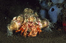 Anemone Hermit Crab (Dardanus pedunculatus) carrying Sea Anemones on its shell for protection from predators, Bali, Indonesia