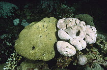 Hump Coral (Porites sp) one healthy, left, and the other badly bleached, Lembeh Strait, Indonesia