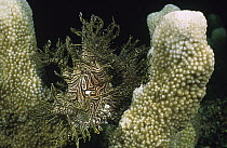 Merlet's Scorpionfish (Rhinopias aphanes) mimicking a Crinoid as it lays in wait for prey, Milne Bay, Papua New Guinea