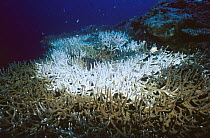 Staghorn Coral (Acropora cervicornis) colony with an extensive bleached area at its center, Kimbe Bay, Papua New Guinea