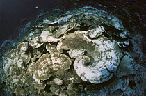 Disc Coral (Turbinaria reniformis) most exhibiting partial or total bleaching, Kimbe Bay, Papua New Guinea