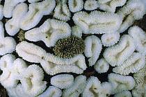 Stony Coral (Lobophyllia sp) colony showing bleaching in all but one of its large polyps, Lembeh Strait, Indonesia