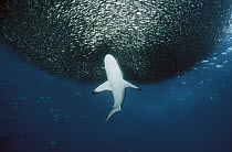 Grey Reef Shark (Carcharhinus amblyrhynchos) feeding on a large baitfish ball, Solomon Islands, South Pacific
