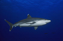Silver-tip Shark (Carcharhinus albimarginatus) portrait, Andaman Sea, Burma