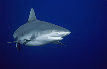 Grey Reef Shark (Carcharhinus amblyrhynchos) portrait, Nigali Passage, Fiji