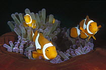 Blackfinned Clownfish (Amphiprion percula), Milne Bay, Papua New Guinea