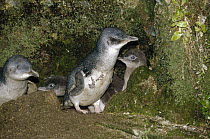 Little Blue Penguin (Eudyptula minor) two chicks and parents who have just arrived to feed them, Port Campbell, Victoria, Australia