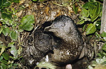 Little Blue Penguin (Eudyptula minor) two chicks waiting at burrow for parents to come feed them, Port Campbell, Victoria, Australia