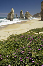 Vegetation and wildflowers at edge of Little Blue Penguin colony, with beach and Twelve Apostles sea stacks beyond, Port Campbell, Victoria, Australia