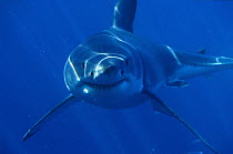 Great White Shark (Carcharodon carcharias) underwater portrait, front view, Neptune Islands, South Australia