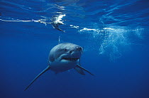 Great White Shark (Carcharodon carcharias) approaching camera, Neptune Islands, South Australia