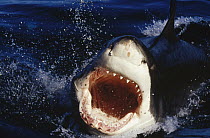Great White Shark (Carcharodon carcharias) attacking with mouth open as he launches from the water, Neptune Islands, South Australia