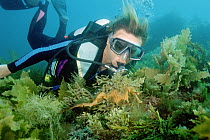 Leafy Sea Dragon (Phycodurus eques) with diver, Kangaroo Island, South Australia