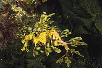 Leafy Sea Dragon (Phycodurus eques) male carrying eggs that a female has recently deposited onto his tail, Kangaroo Island, South Australia