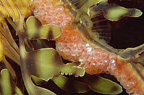 Leafy Sea Dragon (Phycodurus eques) eggs, freshly laid on the tail of a male, Kangaroo Island, South Australia