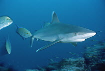 Silver-tip Shark (Carcharhinus albimarginatus) portrait, Cocos Island, Costa Rica
