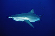 Silky Shark (Carcharhinus falciformis) with remora, Cocos Island, Costa Rica