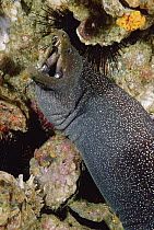Fine-spotted Moray Eel (Gymnothorax dovii) close up portrait, Malpelo Island, Colombia
