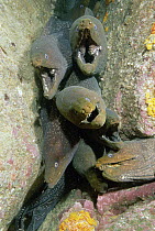 Fine-spotted Moray Eel (Gymnothorax dovii) group, Malpelo Island, Colombia
